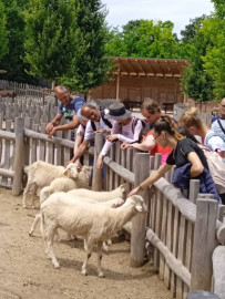 Hegyi kecskék és jöttek is a simogatásért