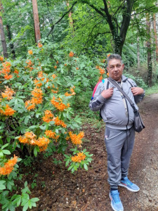 Sárga Rhododendron mellett 