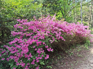 Virágzó rododendron 