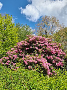 Hatalmas rododendron bokor