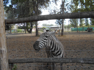 A zebra kifutójánál