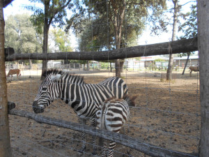 A zebra kifutójánál