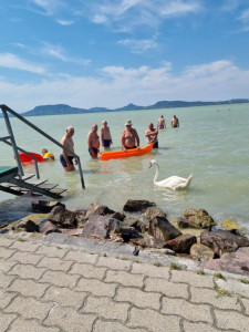 Hattyú a strandolók közelében 