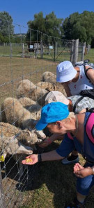 A csajok kukoricaszemekkel etetik tenyerükből a bárányokat