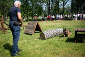 Kutyás bemutató és kutyasimogatás